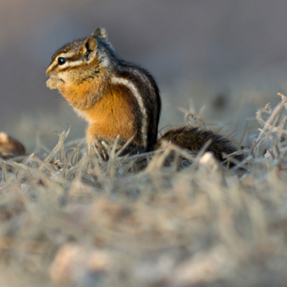 Tierlexikon: Streifen-Backenhörnchen