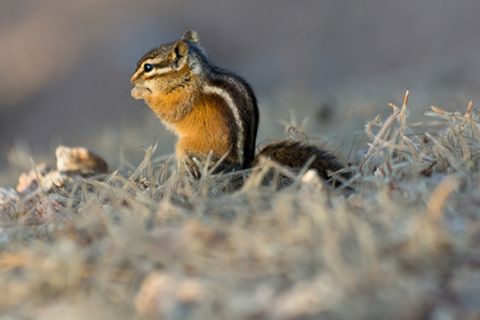 Tierlexikon: Streifen-Backenhörnchen