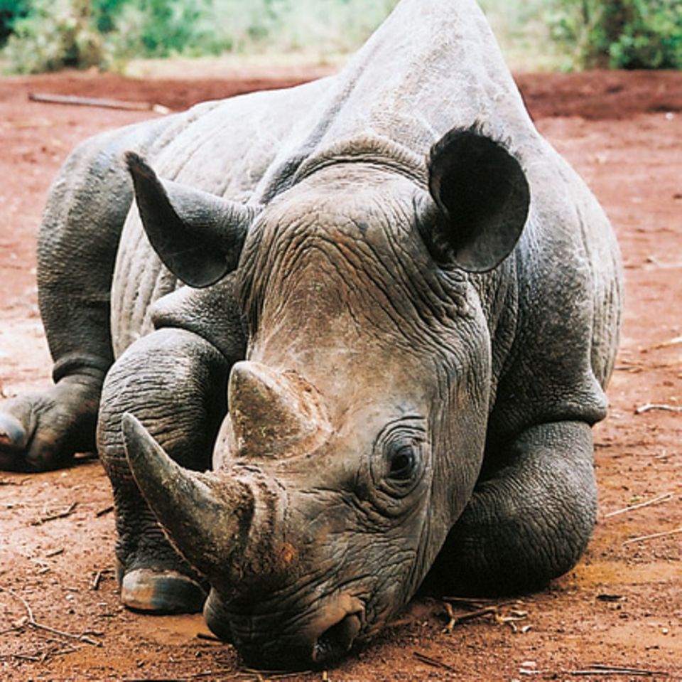 Tierlexikon: Spitzmaulnashorn