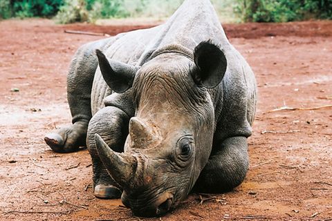 Tierlexikon: Spitzmaulnashorn