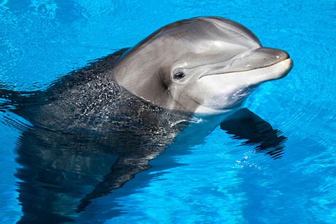 Tierlexikon: Delfine
