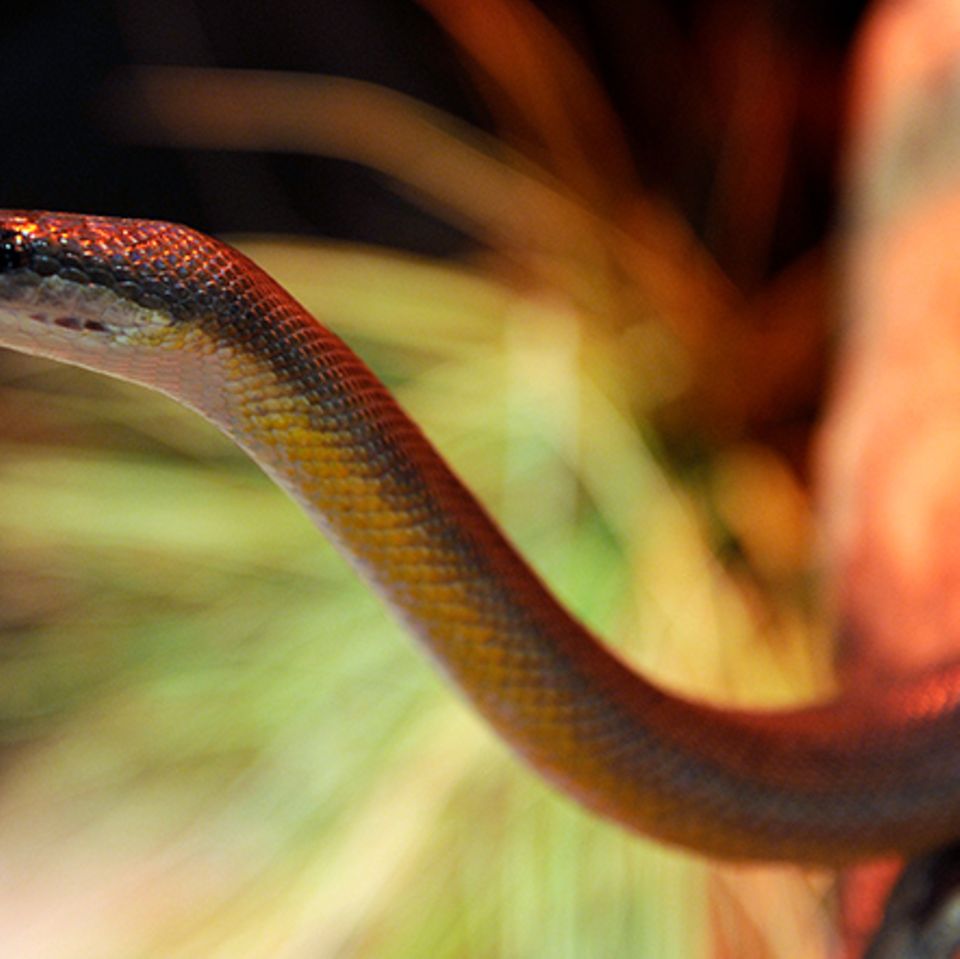 Tierlexikon: Wasserpython