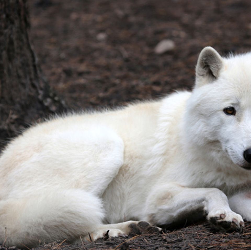 Tierlexikon: Polarwolf