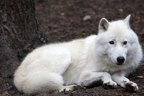 Tierlexikon: Polarwolf