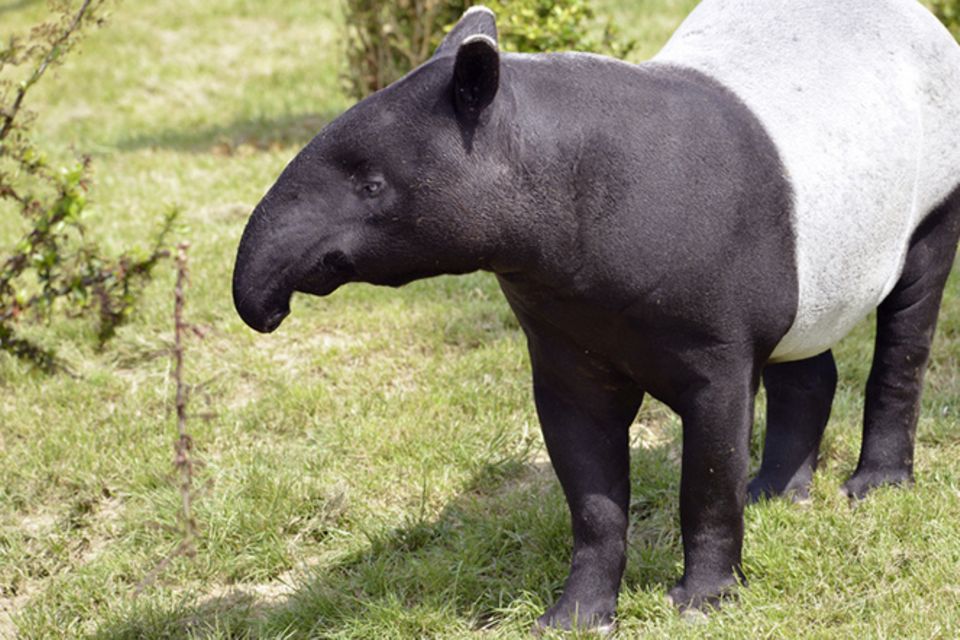 Tierlexikon: Tapir