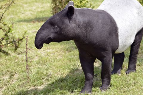 Tierlexikon: Tapir