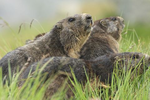 Tierlexikon: Alpenmurmeltier