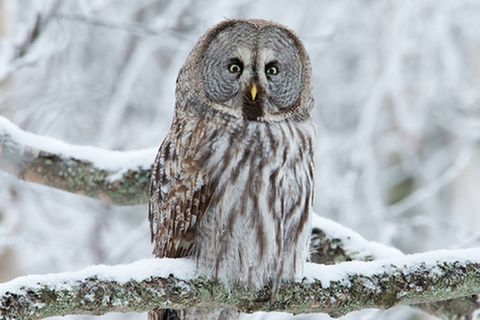 Tierlexikon: Bartkauz