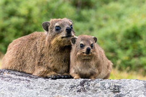 Tierlexikon: Klippschliefer