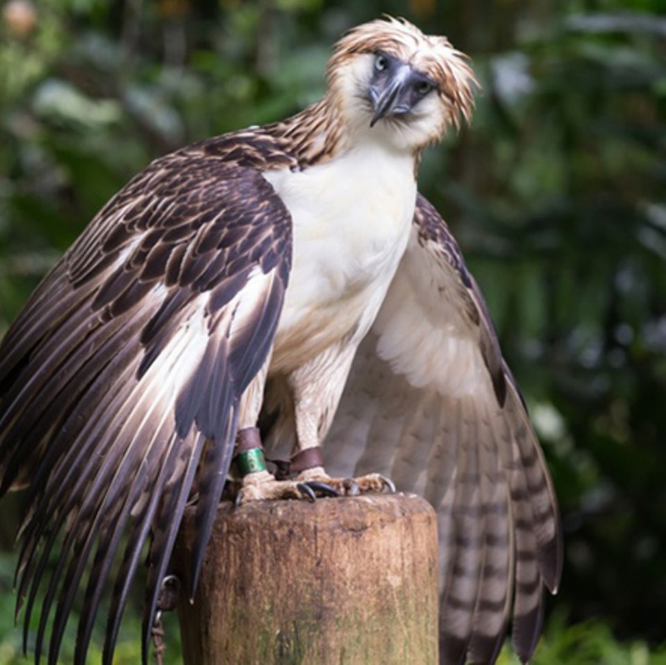 Tierlexikon: Philippinenadler