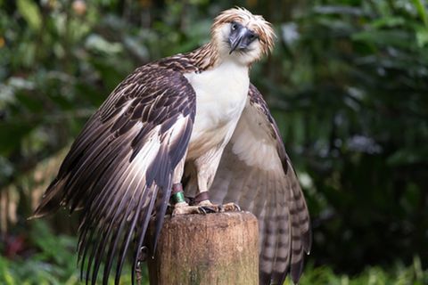 Tierlexikon: Philippinenadler