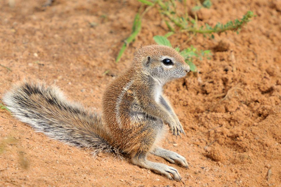 Tierlexikon: Kap-Borstenhörnchen