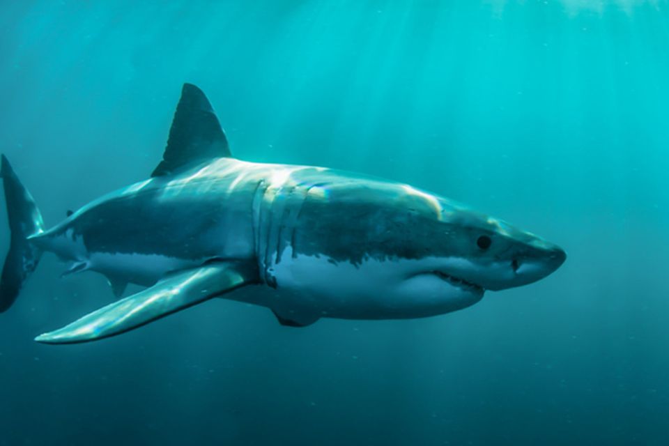 Tierlexikon: Weißer Hai