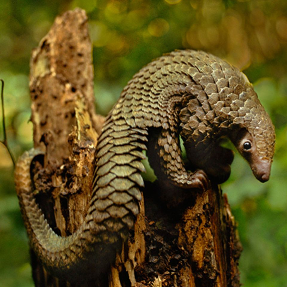 Tierlexikon: Pangolin