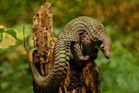 Tierlexikon: Pangolin