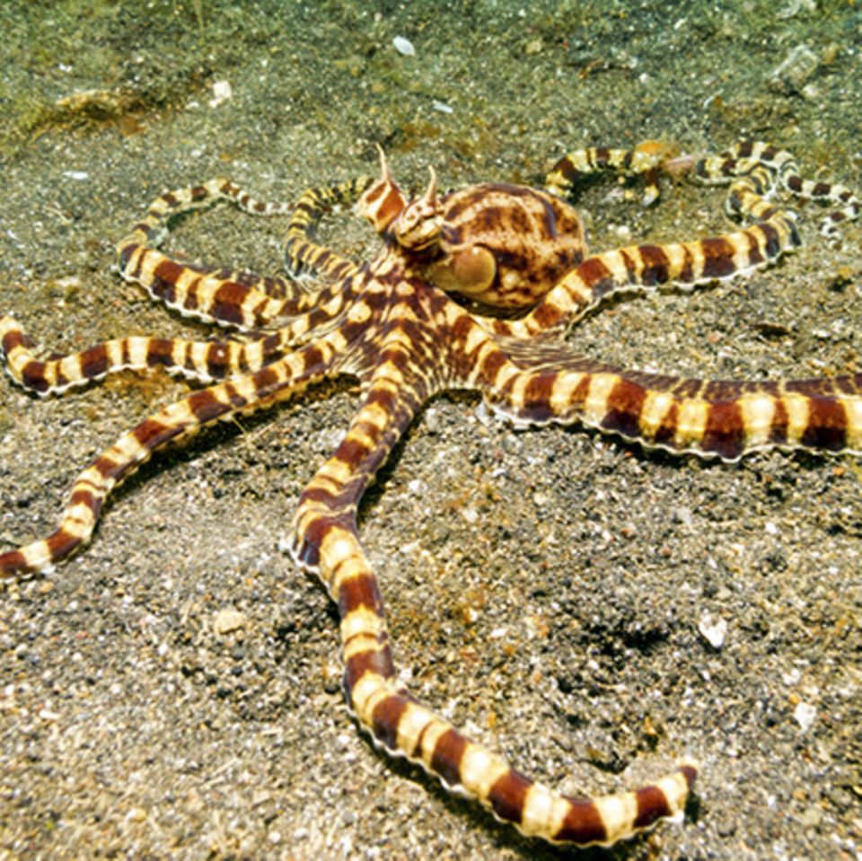 Tierlexikon: Mimic Octopus
