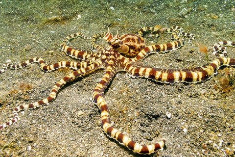Tierlexikon: Mimic Octopus