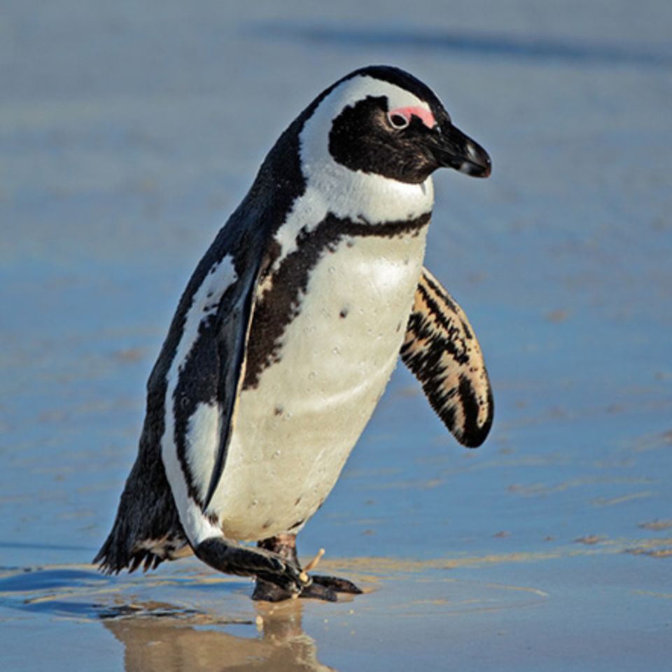 Tierlexikon: Brillenpinguin