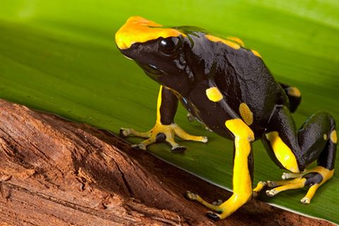 Tierlexikon: Pfeilgiftfrosch