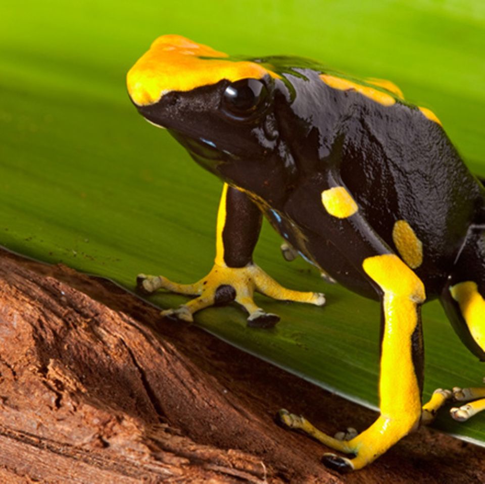 Tierlexikon: Pfeilgiftfrosch