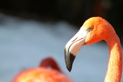 Tierlexikon: Flamingo