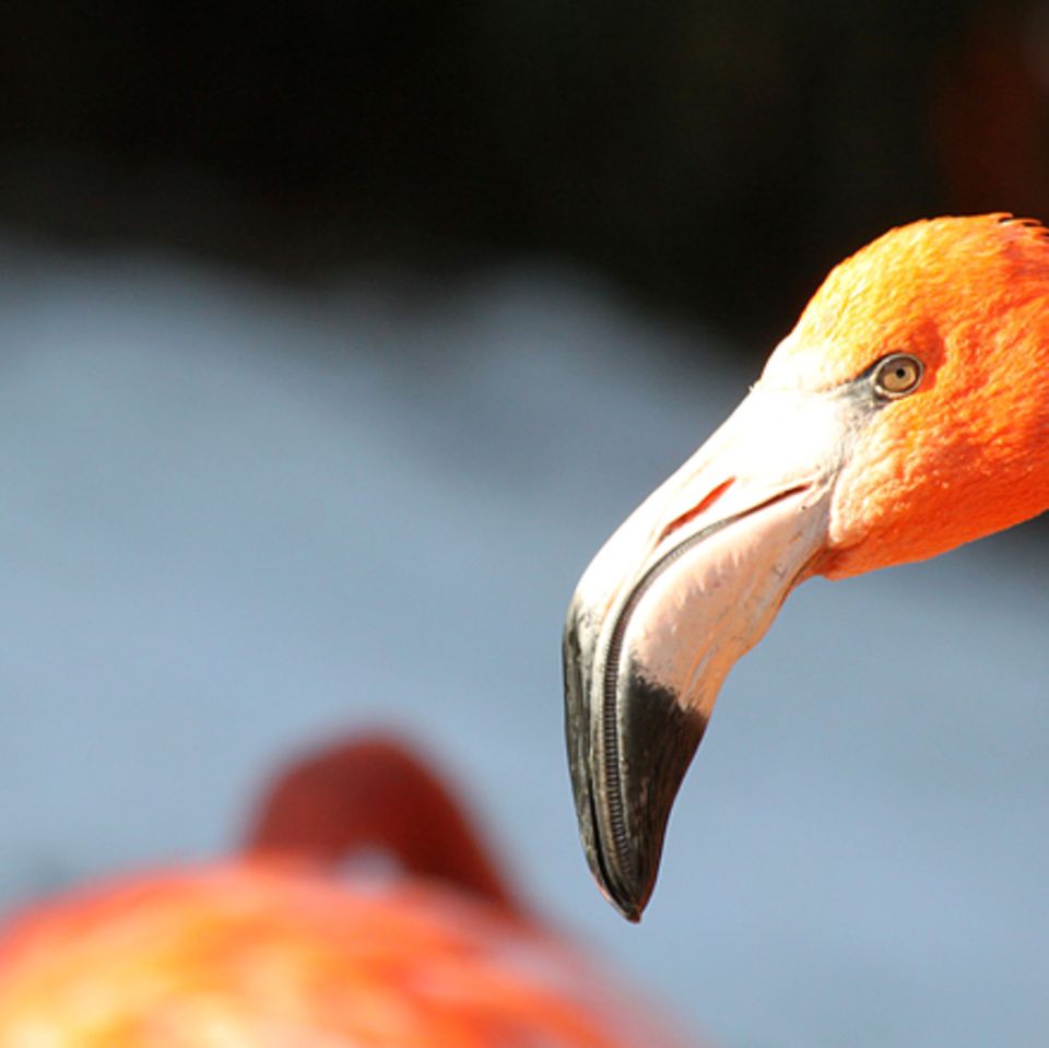 Tierlexikon: Flamingo
