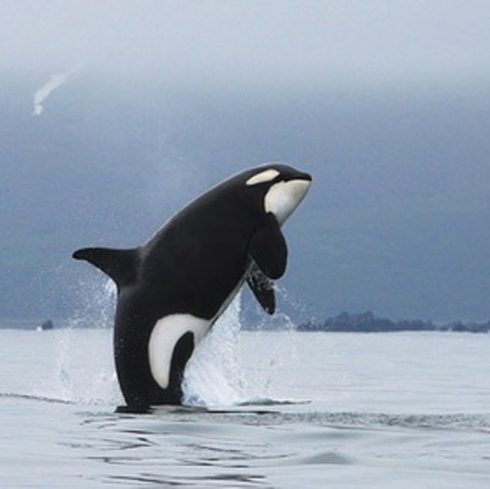 Tierlexikon: Orcas