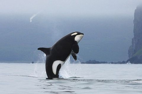 Tierlexikon: Orcas