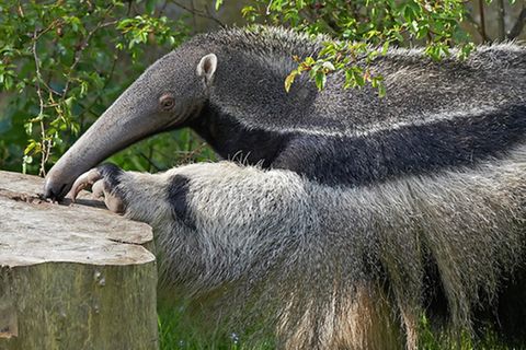 Tierlexikon: Großer Ameisenbär