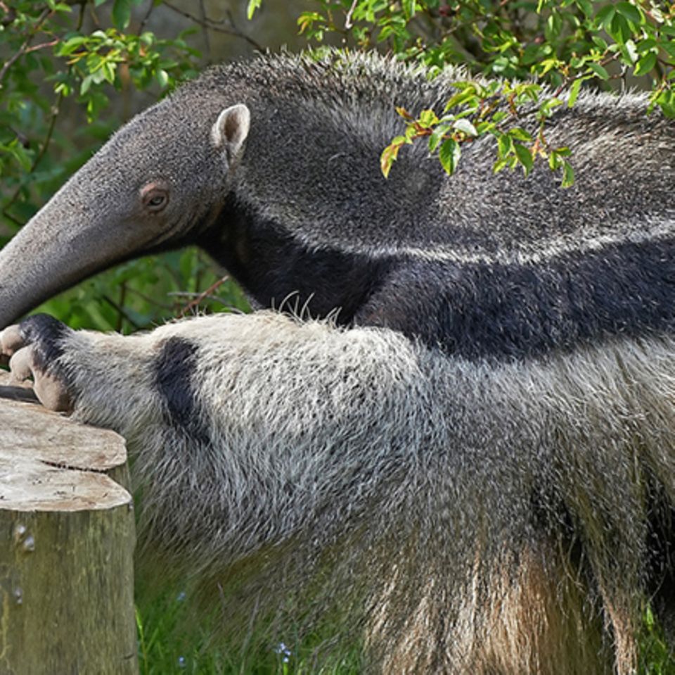 Tierlexikon: Großer Ameisenbär