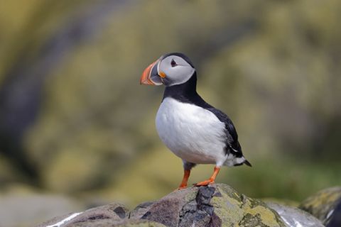 Tierlexikon: Papageitaucher