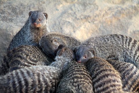 Tierlexikon: Zebramanguste