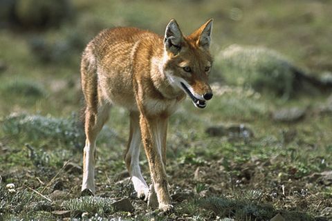 Tierlexikon: Äthiopischer Wolf
