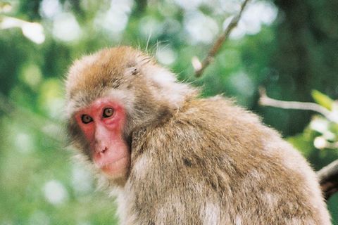 Tierlexikon: Rotgesichtsmakak