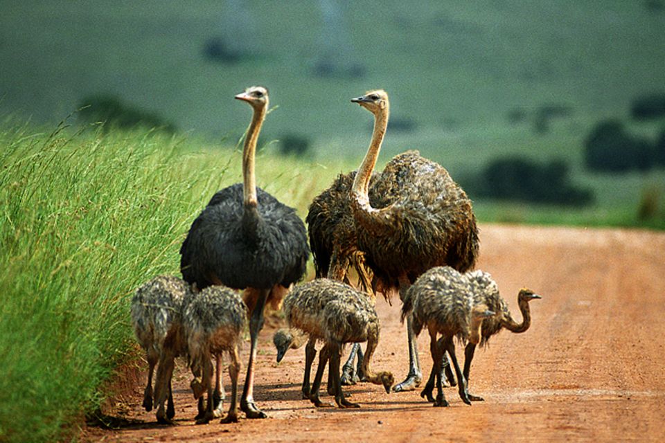 Tierlexikon: Afrikanischer Strauß