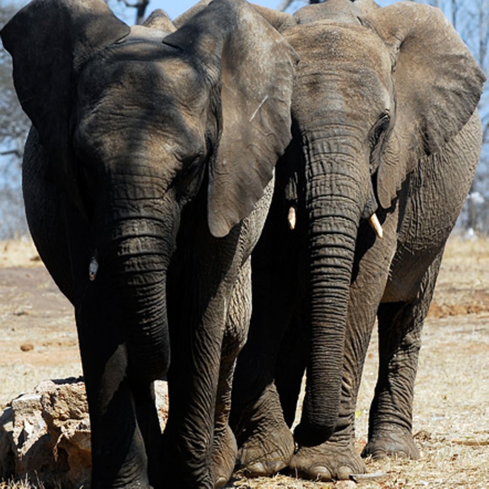 Tierlexikon: Afrikanischer Elefant