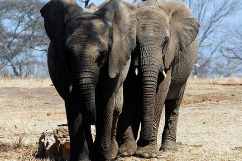 Tierlexikon: Afrikanischer Elefant