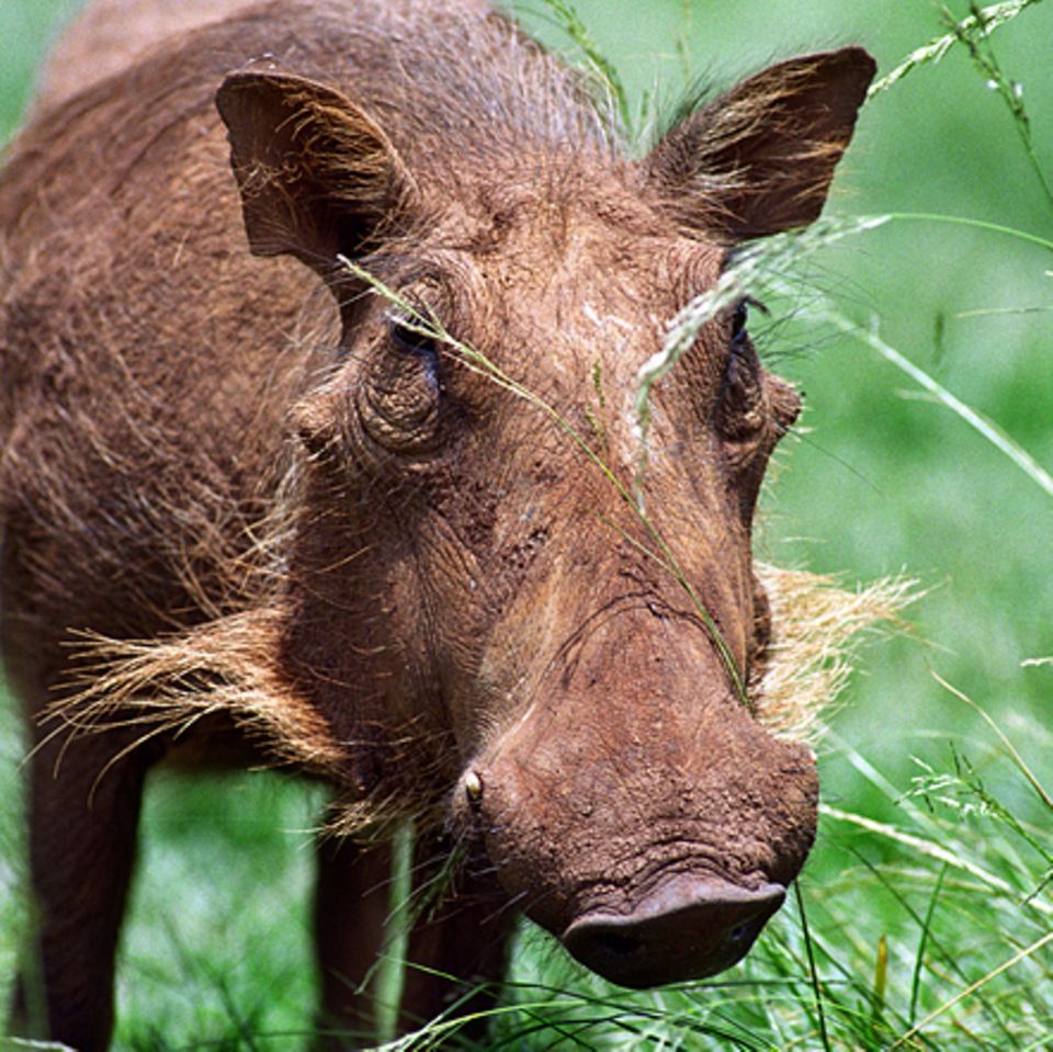 Tierlexikon: Warzenschwein