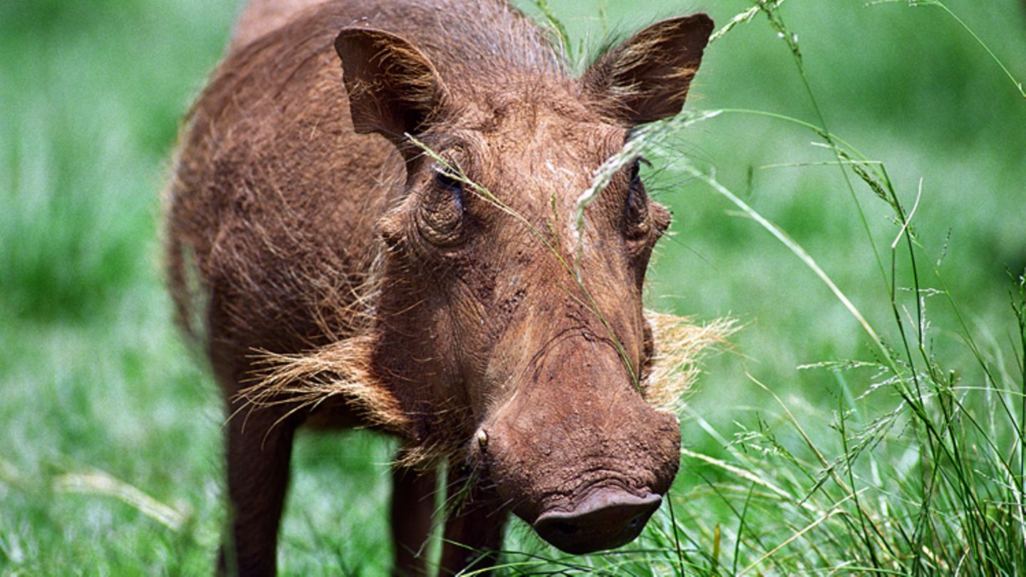  Tierlexikon  Warzenschwein GEOLINO  