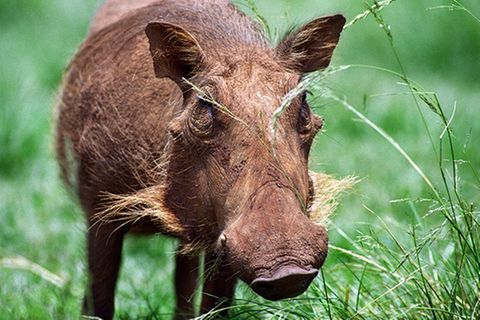 Tierlexikon: Warzenschwein