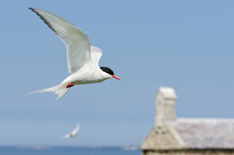 Tierlexikon: Küstenseeschwalbe