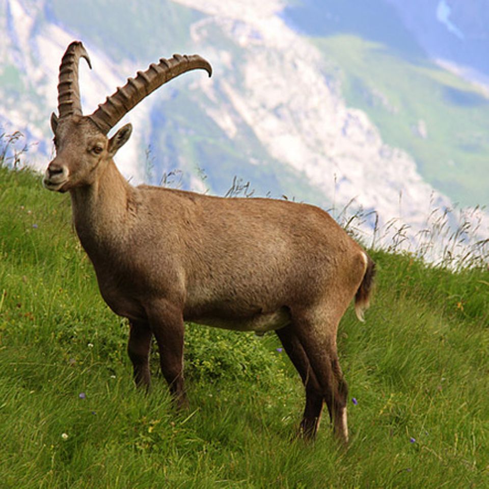 Tierlexikon: Alpensteinbock