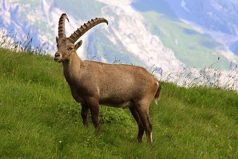 Tierlexikon: Alpensteinbock