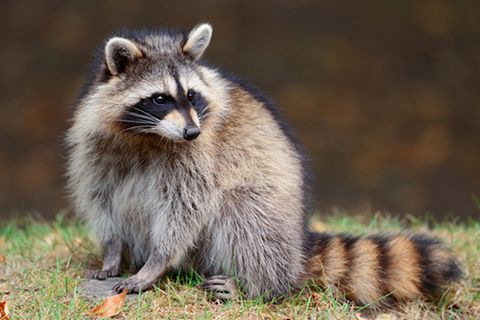 Tierlexikon: Waschbär