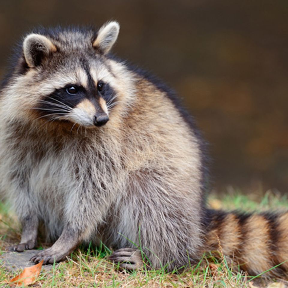 Tierlexikon: Waschbär