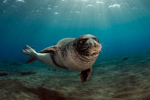 Tierlexikon: Mittelmeer-Mönchsrobbe