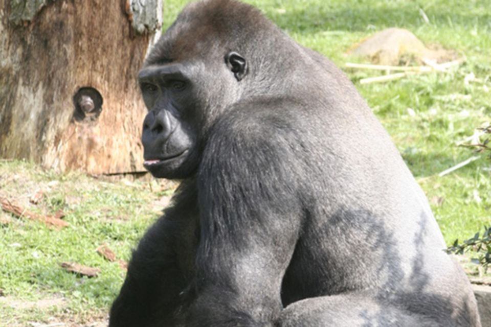 Tierlexikon: Westlicher Flachland-Gorilla