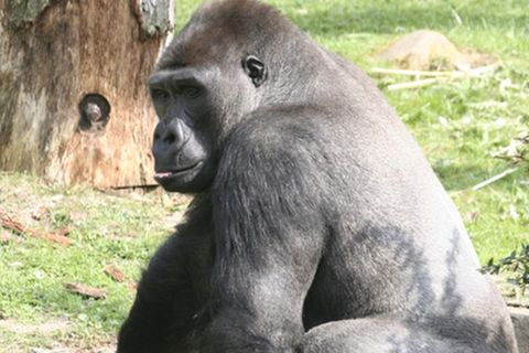 Tierlexikon: Westlicher Flachland-Gorilla