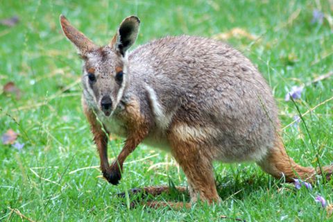 Tierlexikon: Gelbfuß-Felskänguru