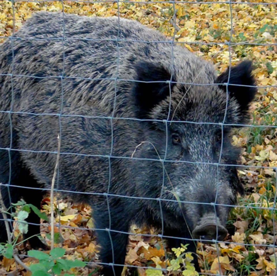 Tierlexikon: Wildschwein